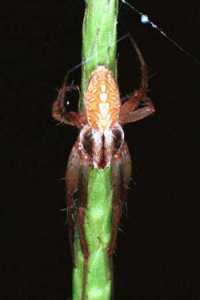 Eriophora ZZ091