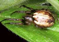 Eriophora ZZ095