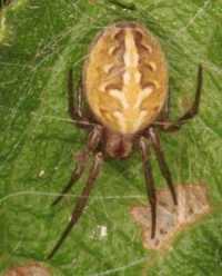 Eriophora ZZ096