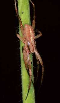 Eriophora ZZ097