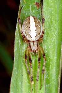 Eriophora ZZ098