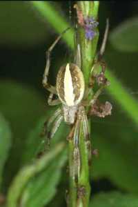 Eriophora ZZ100