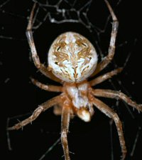 Eriophora
