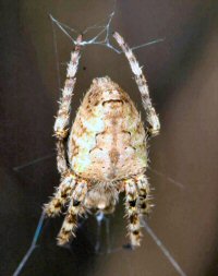 Eriophora