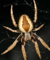Eriophora transmarina