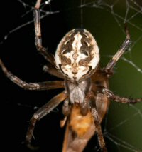 Eriophora