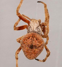 Eriophora ZZ328