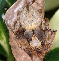 Eriophora ZZ367