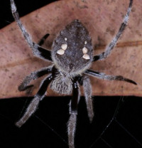 Eriophora
