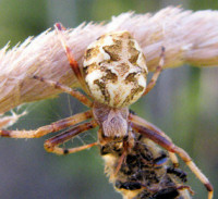 Eriophora