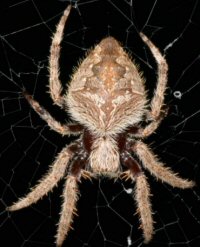 Eriophora transmarina