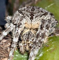 Eriophora transmarina