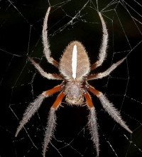 Eriophora transmarina