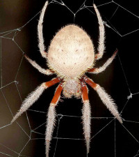 Eriophora transmarina