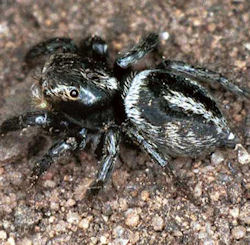 Euryattus ZZ030