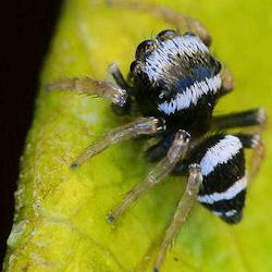 Euryattus bleekeri