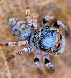 Euryattus bleekeri