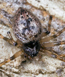 Euryopis ZZ429