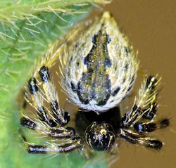 Euryopis ZZ484