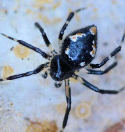 Euryopis ZZ486