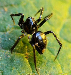 Euryopis ZZ486
