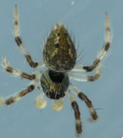 Euryopis elegans
