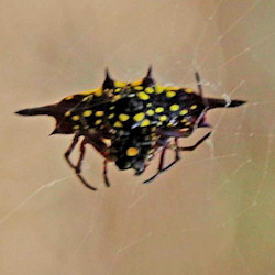 Gasteracantha ZZ643 <empty>