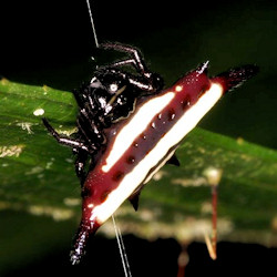 Astracantha fornicata