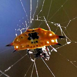 Gasteracantha quadrispinosa