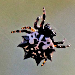 Gasteracantha sacerdotalis