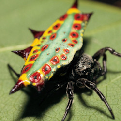 Gasteracantha westringi 