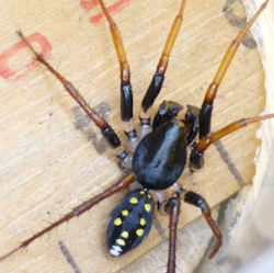 Habronestes hunti