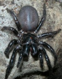 Hadronyche versuta