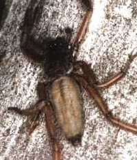 Hemicloea sp.