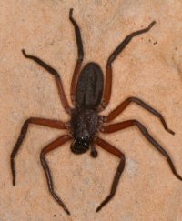 Hemicloea ZZ327
