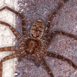 Heteropoda jugulans
