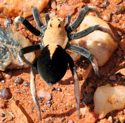 Hoggicosa bicolor 