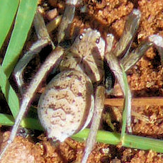 Hoggicosa castanea