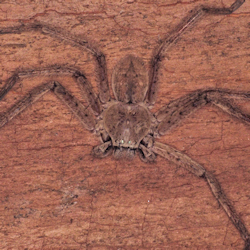 Isopedella flavida