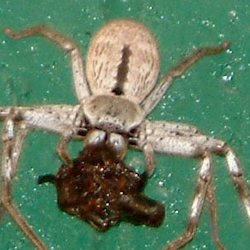 Holconia immanis