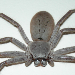 Holconia vasta