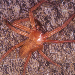 Huntsman ZZ147