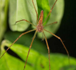 Hygropoda dolomedes 