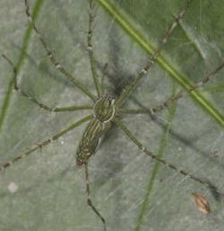 Hygropoda dolomedes 