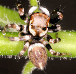 Hypoblemum albovittatum