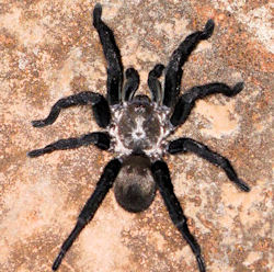 Idiommata scintillans