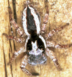 Jotus minutus