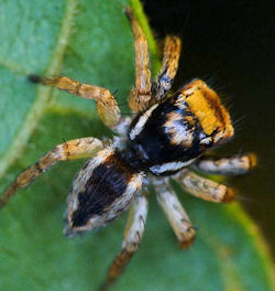 Jotus minutus