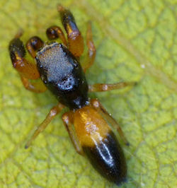 Judalana lutea