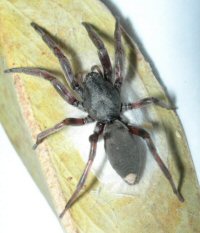 Lampona cylindrata